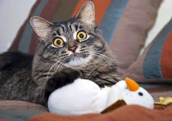 帕尔马主席宣布引援计划，助保级大业，帕尔马队