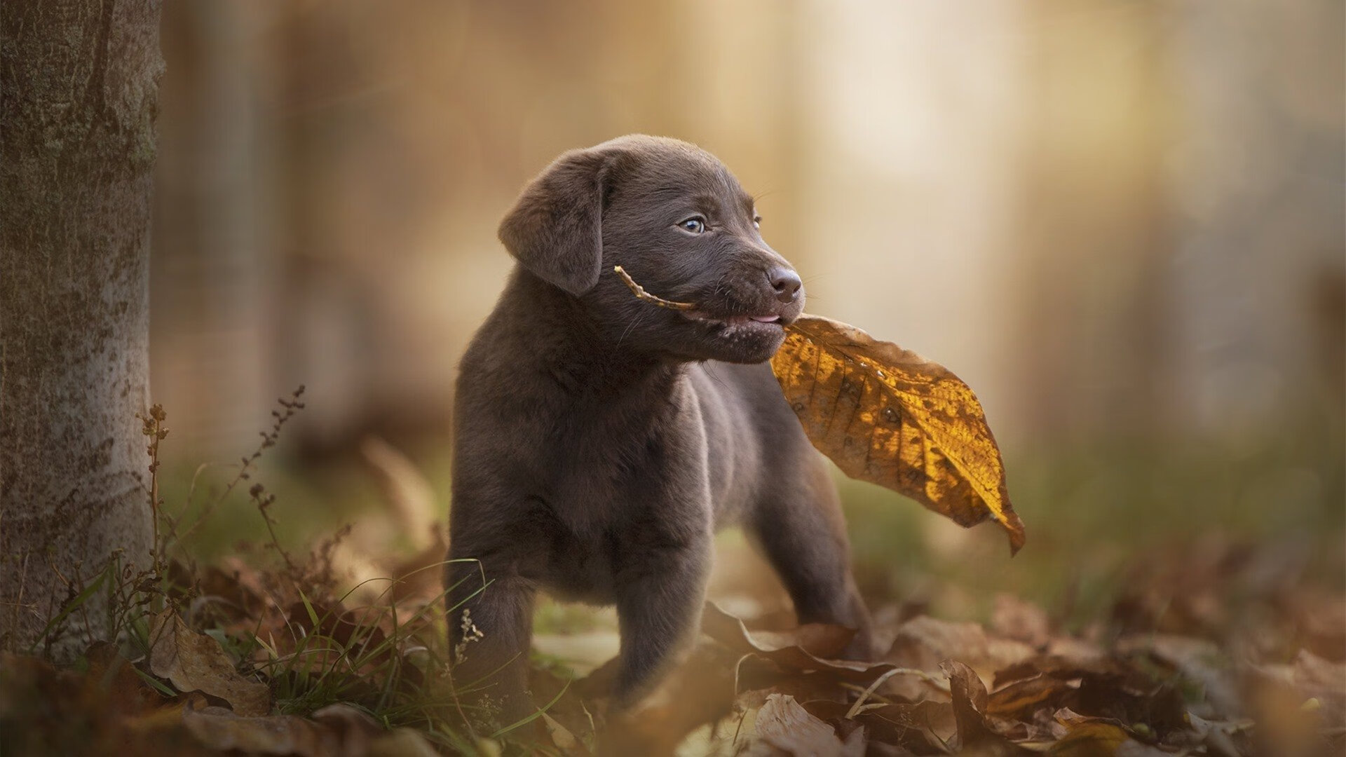 沙特阿拉伯队惨遭淘汰，遗憾告终，沙特阿拉伯首发阵容