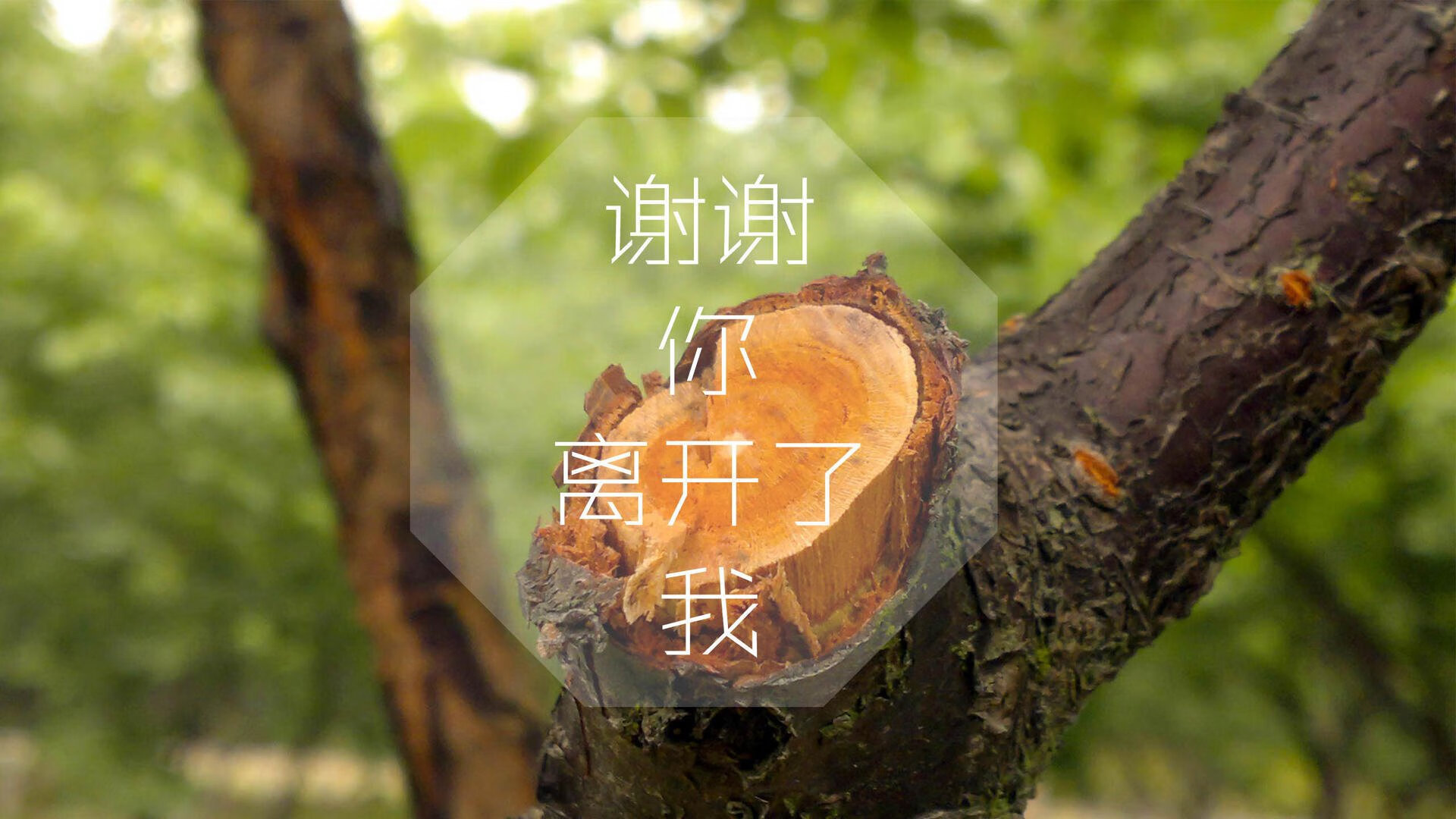 全国青少年运动会武打项目引领传统武术热潮，2021青少年武术锦标赛