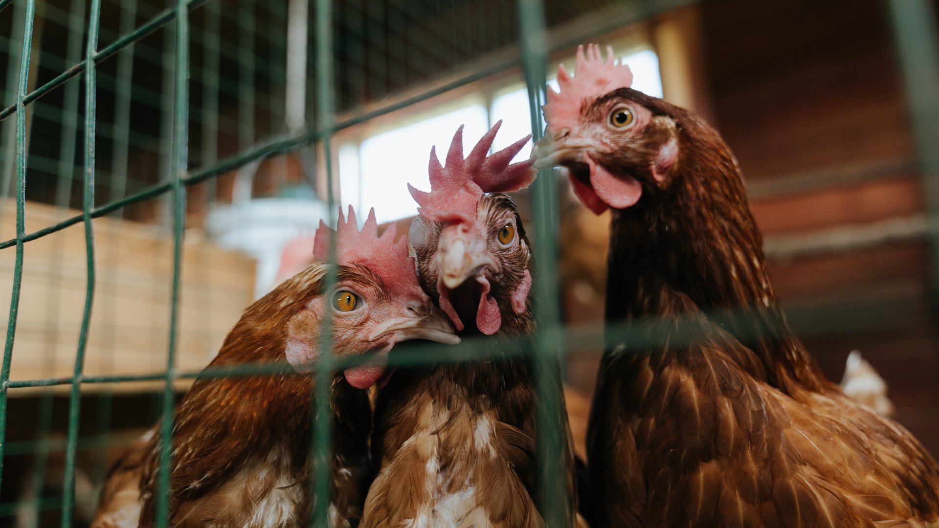 德国队未来目标:在国际乒联混合团体世界杯中夺回荣耀,德国队乒乓球名单