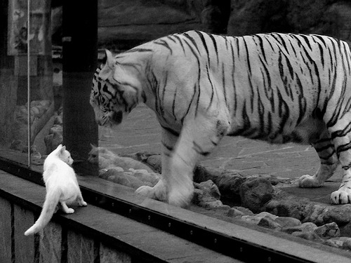 全球橄榄球赛事吸引投资，最受关注的是哪支队伍？，橄榄球球队排名