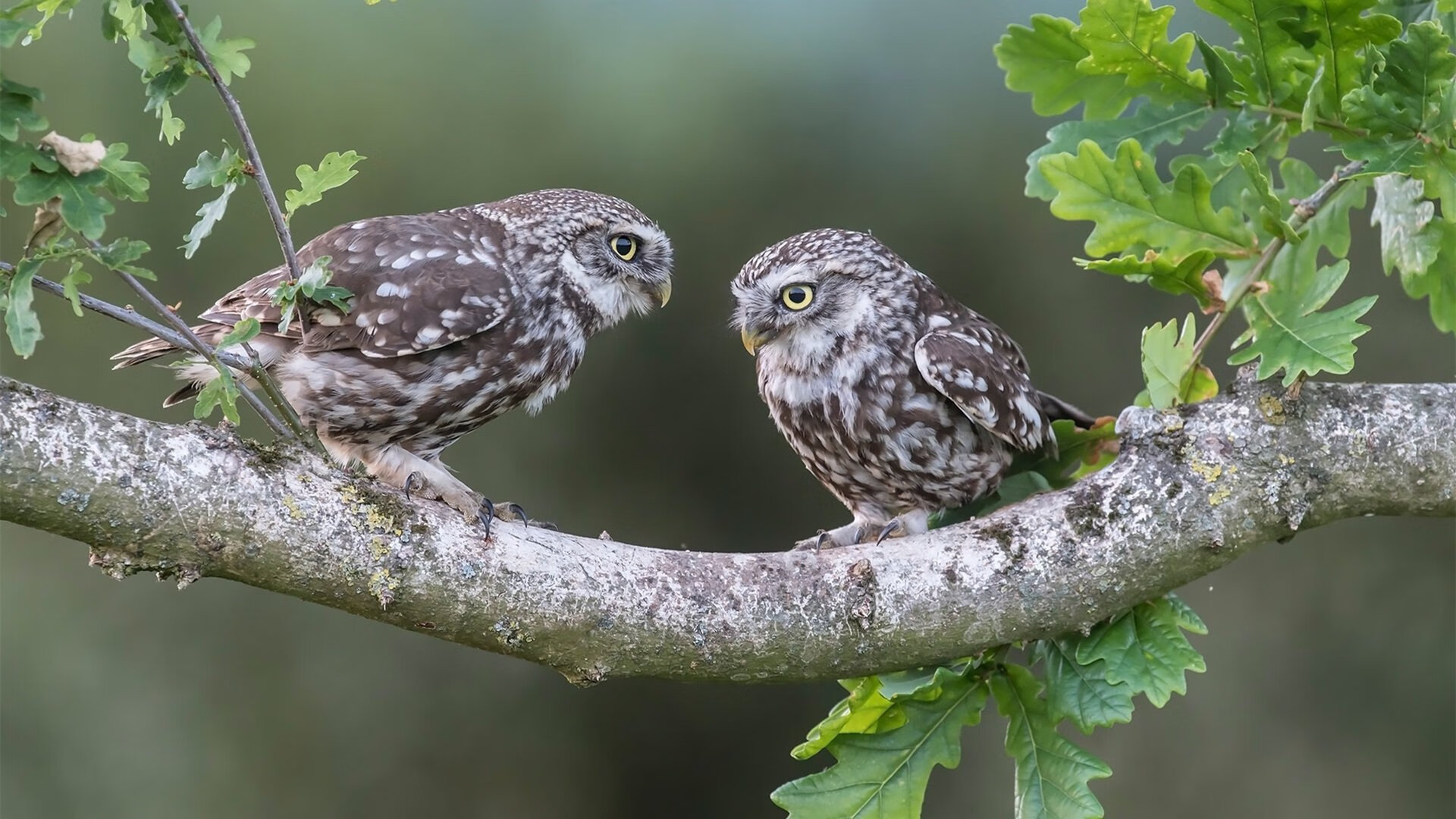 女篮青年队增加快攻训练提升比赛节奏，青年女子篮球