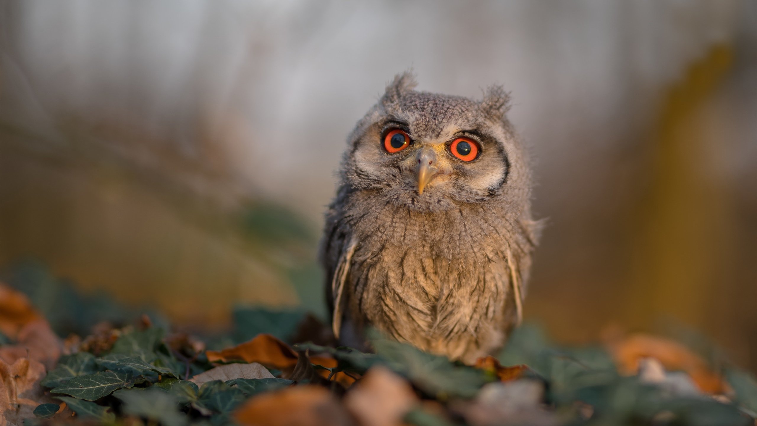 下载乐鱼体育APP-意甲强强对峙：高水平的技战术演绎，意甲强吗