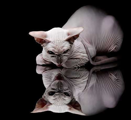 电子竞技法务合规指引发布引关注，电子竞技法律问题