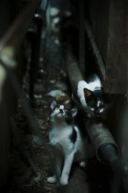 leyu.com-马克·阿特金森：一个快速突破的边锋，成为南非队的重要进攻武器